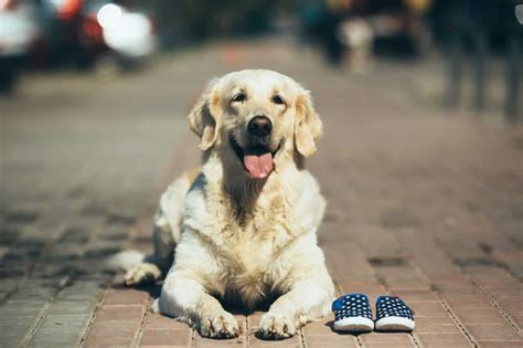 honden schoenen nike|Hondenschoenen: 17x de beste van 2024 [Uitverkoop].